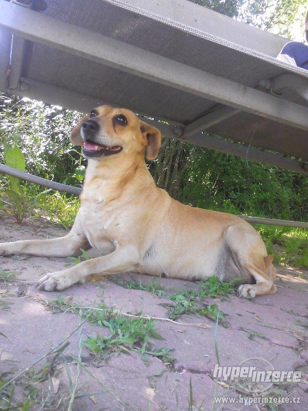 DARUJI FENKU KŘÍŽENCE - foto 3