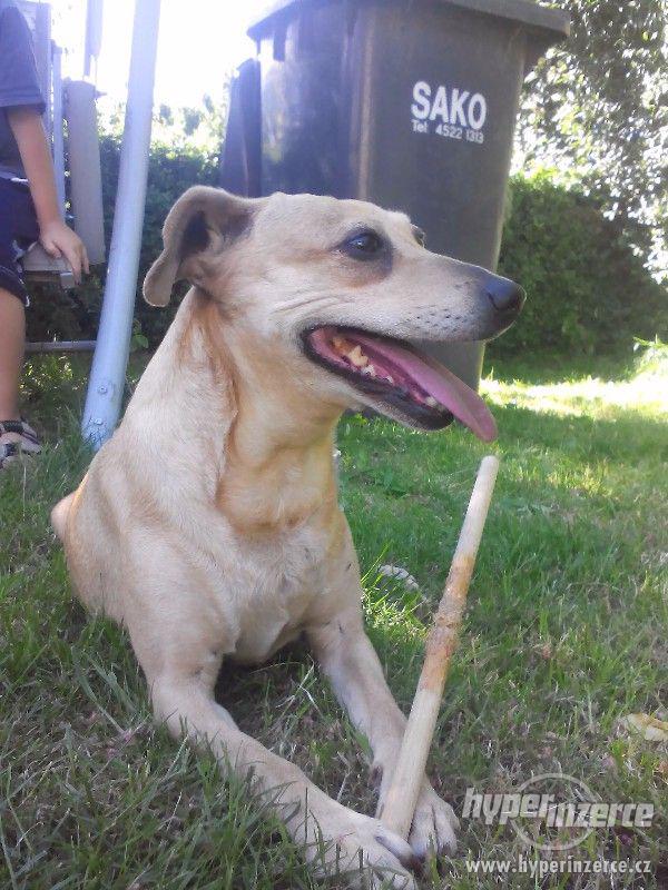 DARUJI FENKU KŘÍŽENCE - foto 4