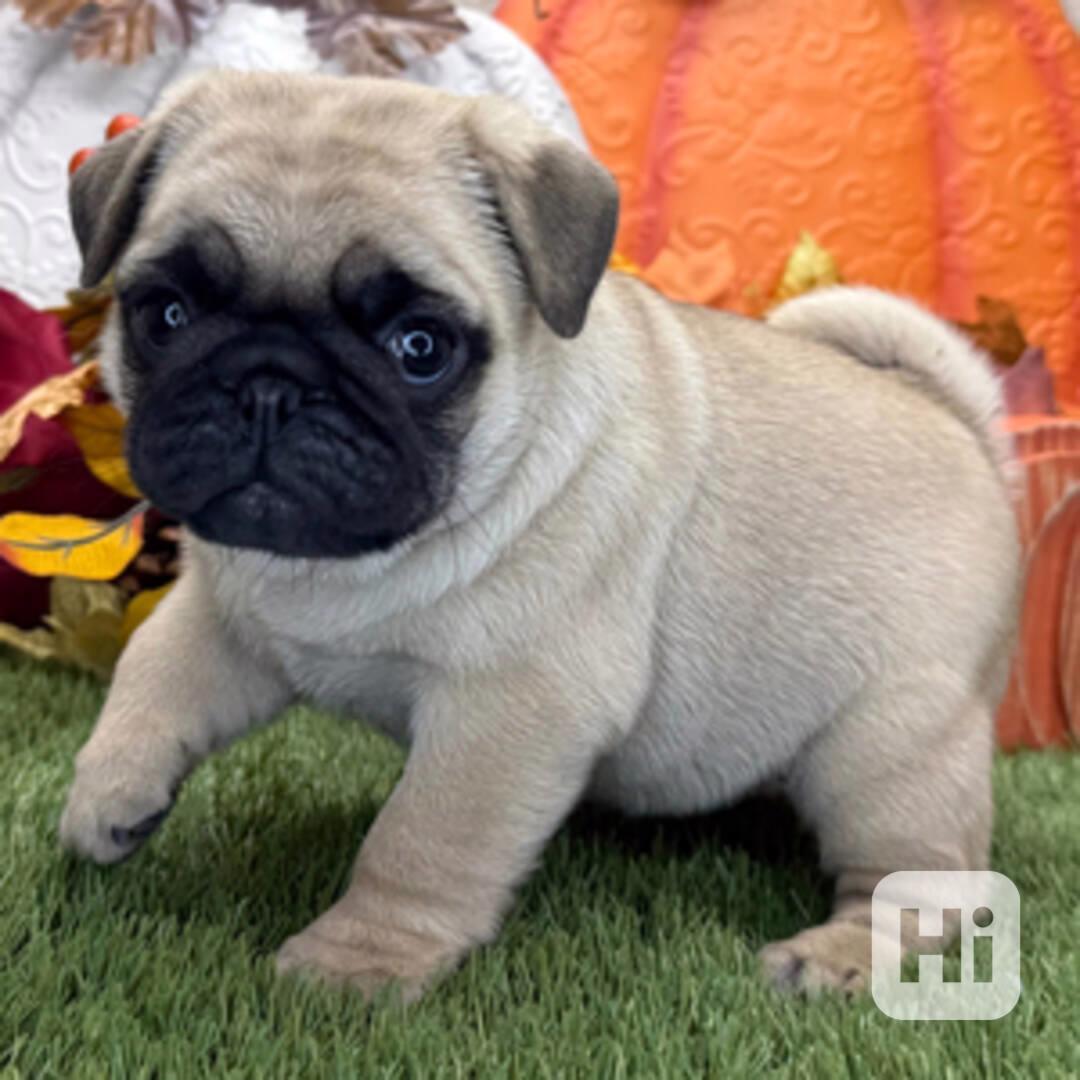 přátelská štěňata mopsů k adopci - foto 1