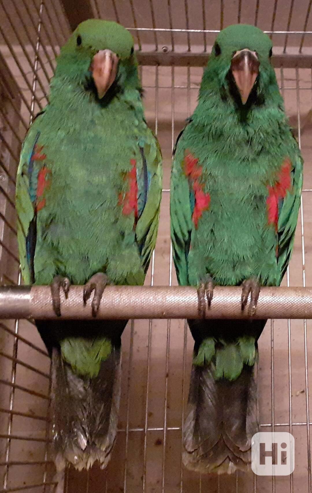Eklektus různobarvý guinejský (Eclectus roratus polychloros) - foto 1
