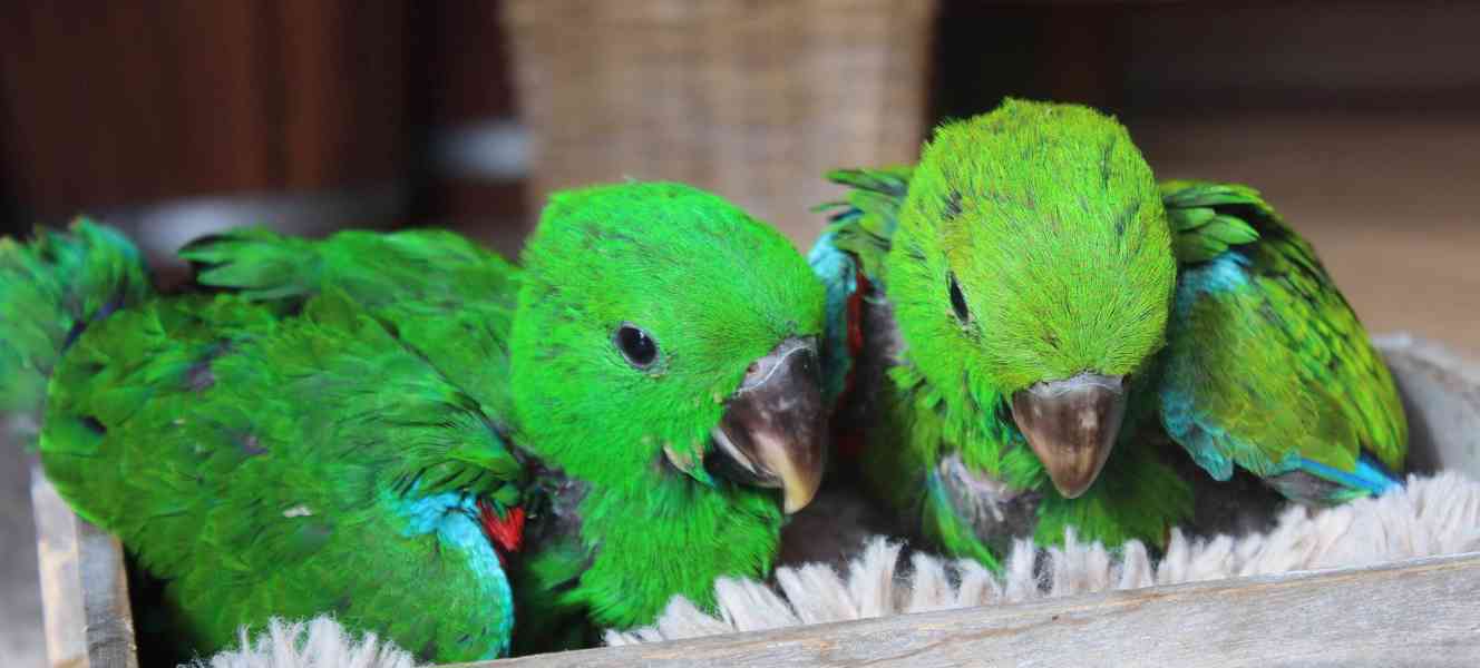 Eklektus různobarvý guinejský (Eclectus roratus polychloros) - foto 2