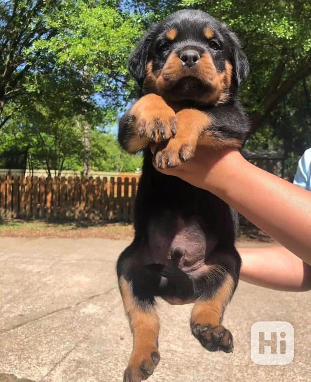 Krásné štěně rotvajlera - foto 1