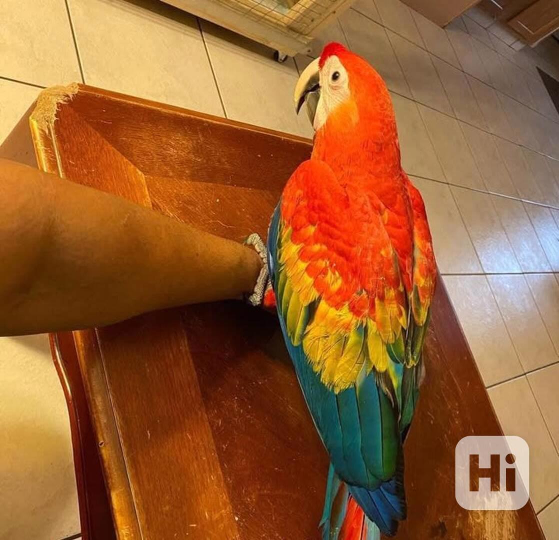 Papoušci arové k dispozici za velmi dobré ceny. - foto 1