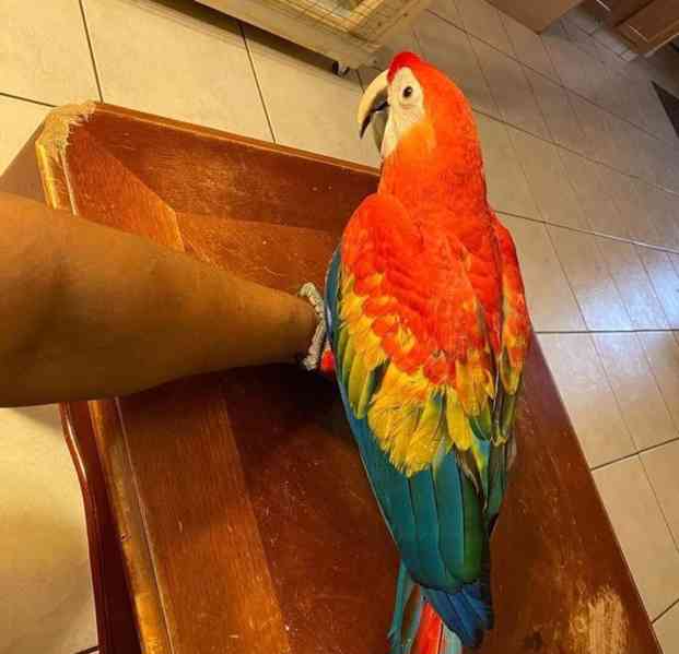 Papoušci arové k dispozici za velmi dobré ceny. - foto 1