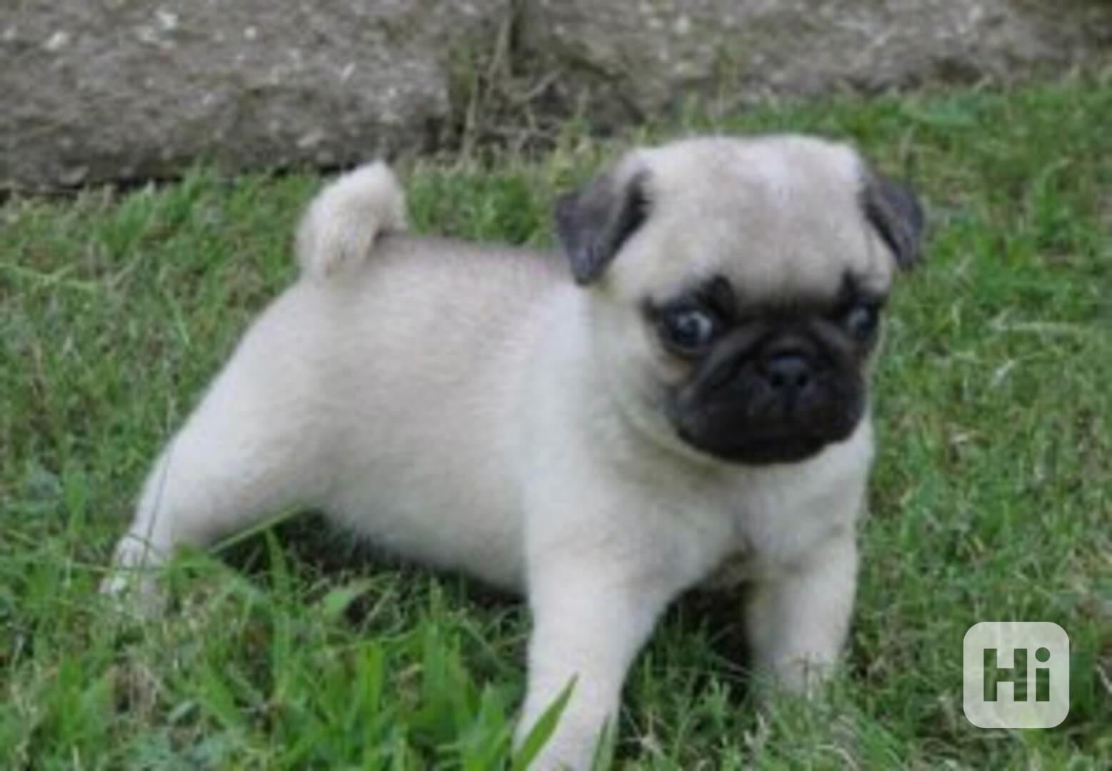 Krásná štěňata mopsů - foto 1