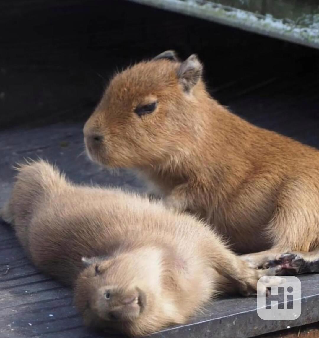 Krásné kapybary k dispozici k adopci - foto 1