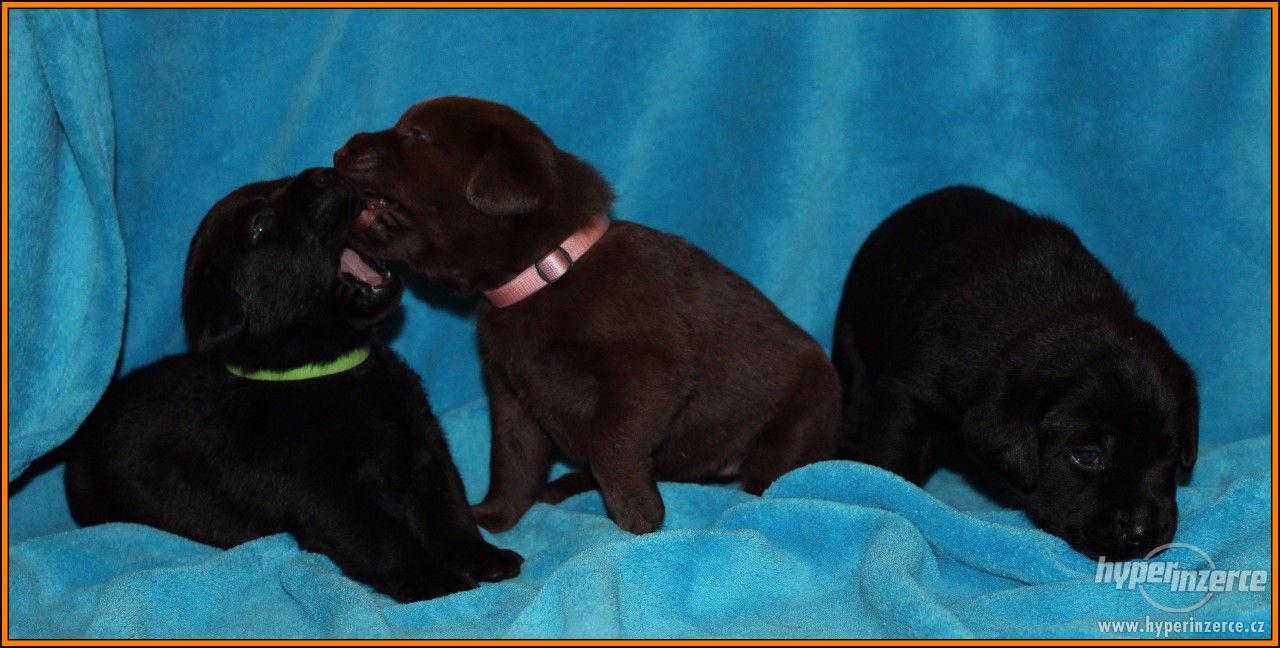 Černá štěňata labrador retrievera s PP - foto 1