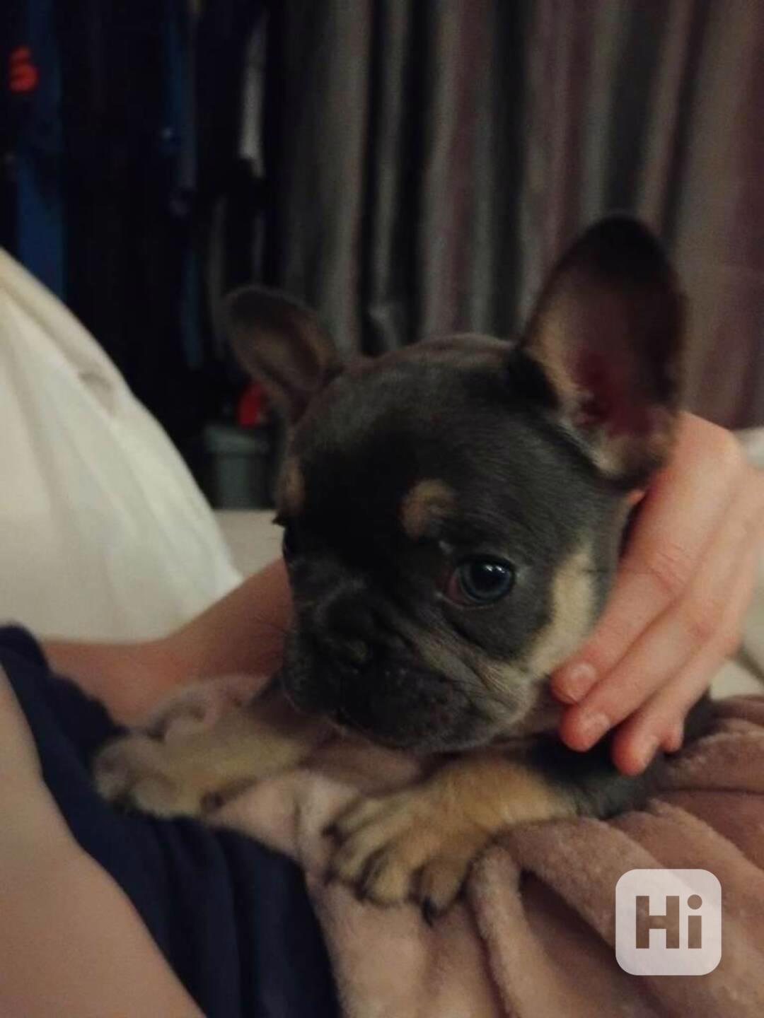 krásná  Mini Čivava s PP - foto 1