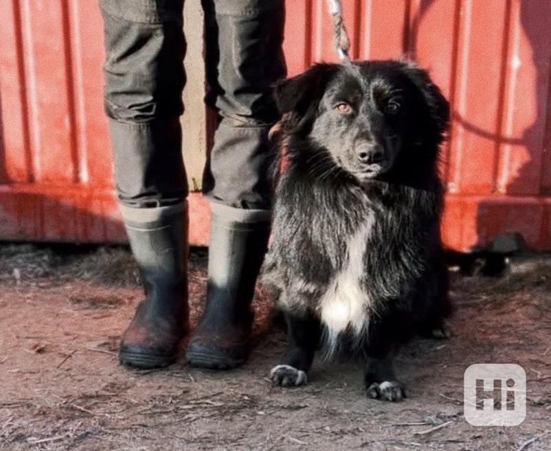 BUBO - kastrovaný psík 3 roky  - foto 1