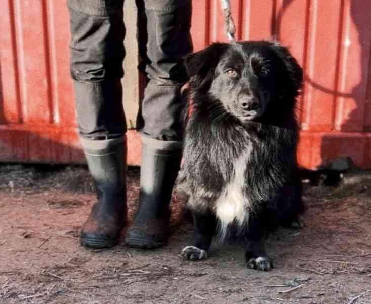 BUBO - kastrovaný psík 3 roky  - foto 1