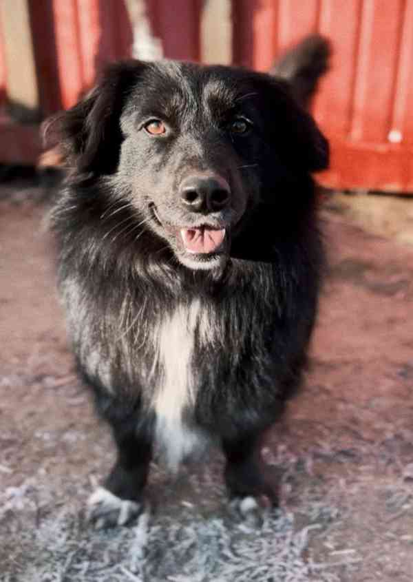 BUBO - kastrovaný psík 3 roky  - foto 3