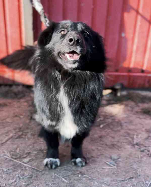 BUBO - kastrovaný psík 3 roky  - foto 2