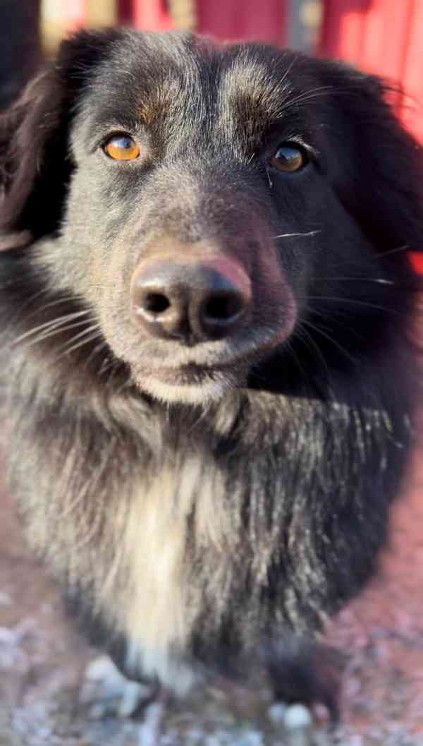 BUBO - kastrovaný psík 3 roky  - foto 4