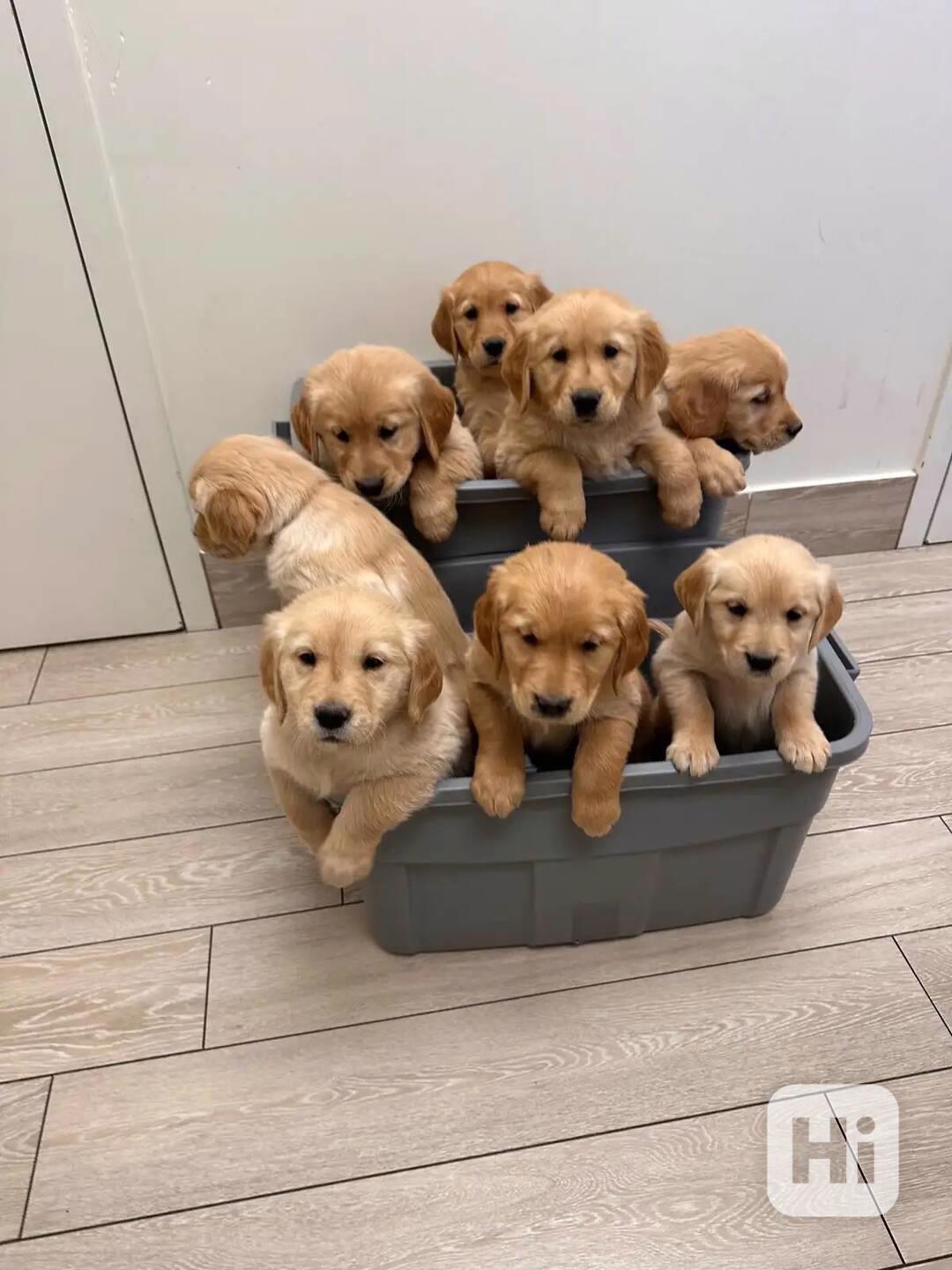 Štěňata zlatého retrívra k adopci - foto 1