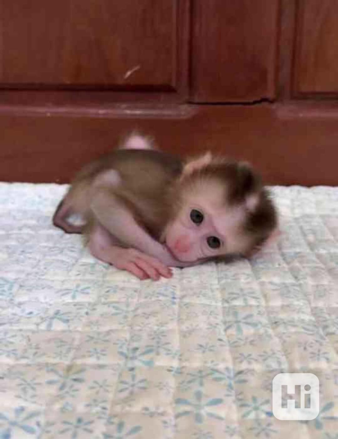 Krásné kapucínské opice k adopci - foto 1