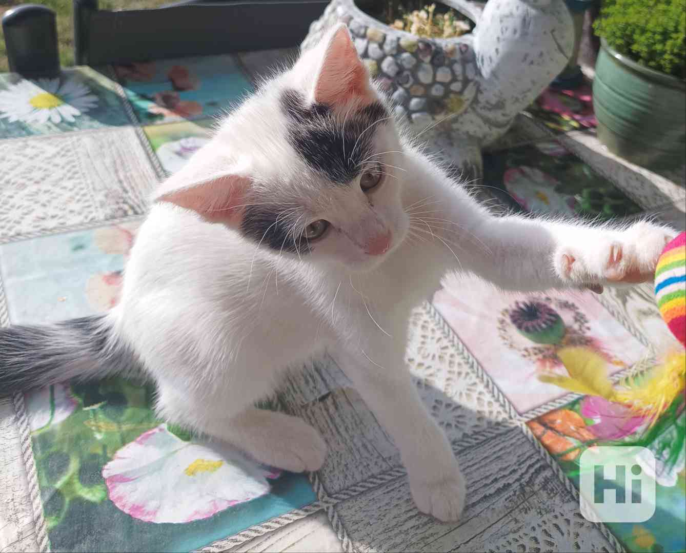 Koťátka  - foto 1