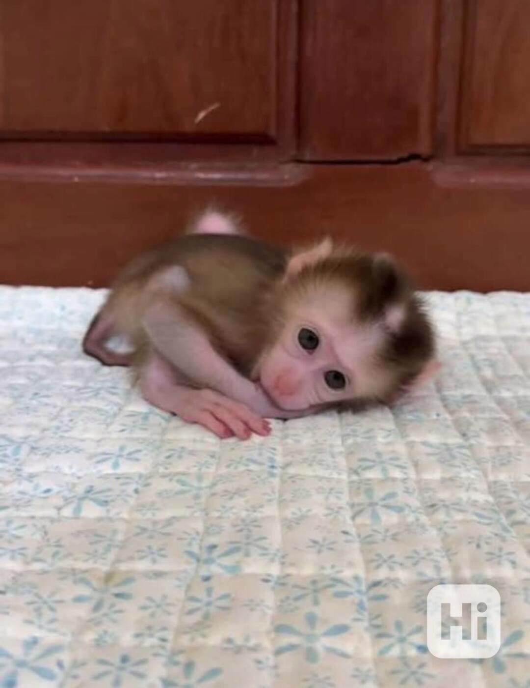 🐒 Dobře vycvičené opice na prodej – chytré, společenské a p - foto 1