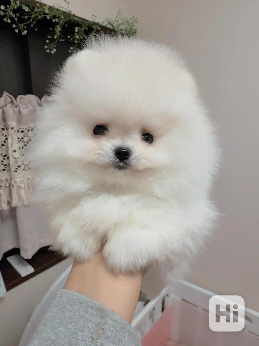 Štěně pomeranského buldoka k adopci - foto 1