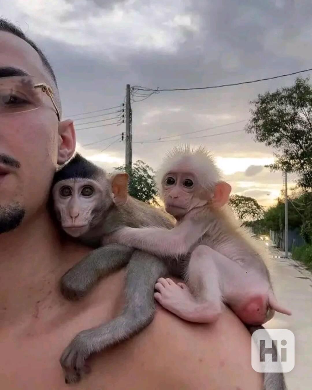  Super jemné kapucínky - foto 1