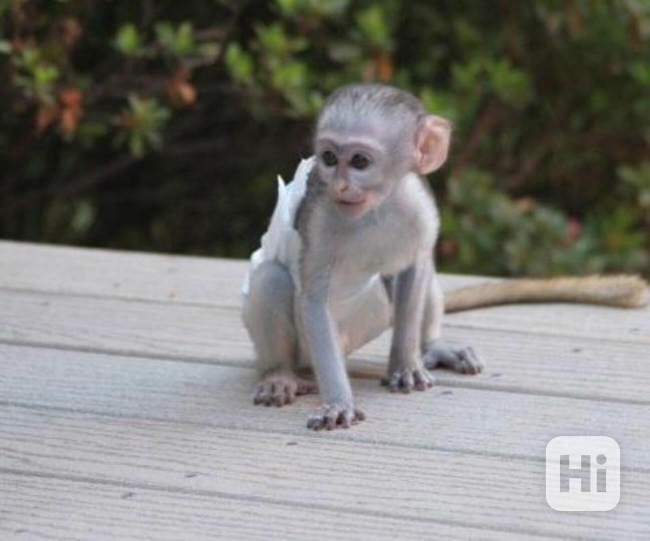 Domácí vycvičená mláďata kapucínských opic k adopci - foto 1