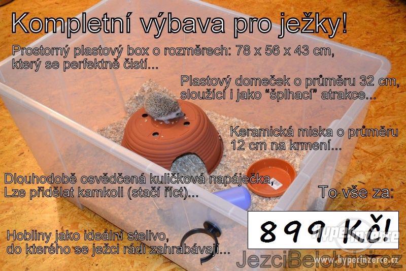 Ježek bělobřichý - AKCE NA ALBÍNKY - 999 Kč - foto 6