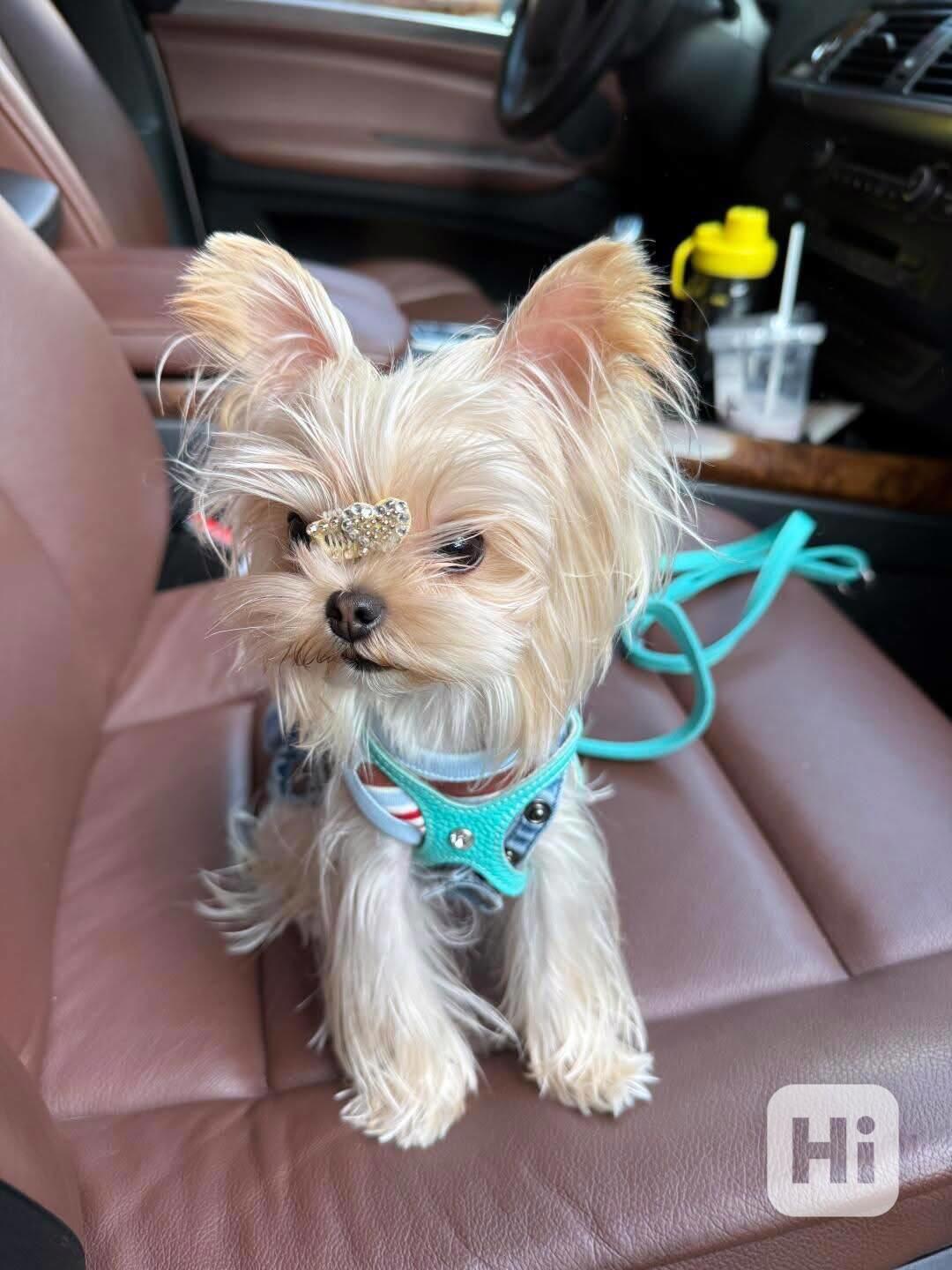 Štěňata yorkshirského kita k adopci zdarma - foto 1