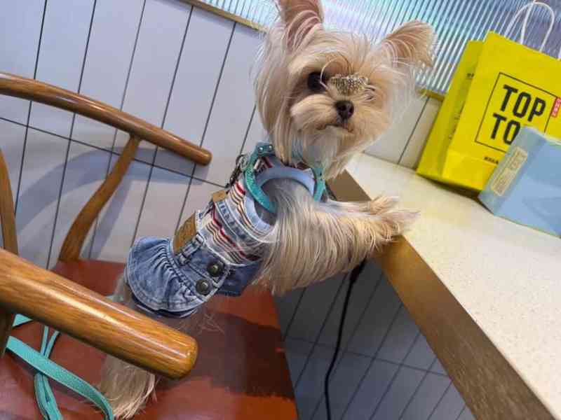 Štěňata yorkshirského kita k adopci zdarma - foto 2