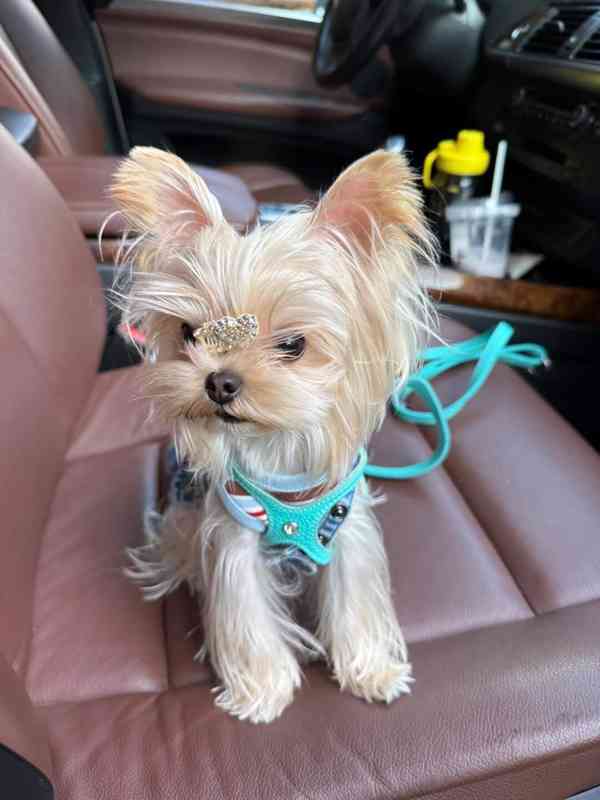 Štěňata yorkshirského kita k adopci zdarma - foto 1