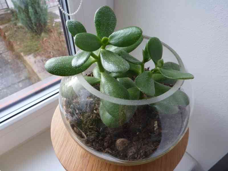 Tlustice ve skle - pokojová rostlina - foto 2