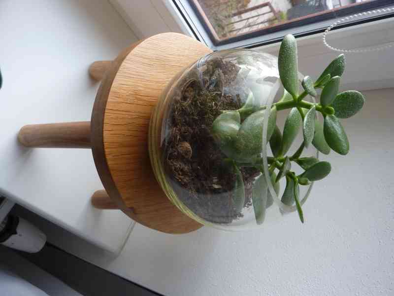 Tlustice ve skle - pokojová rostlina