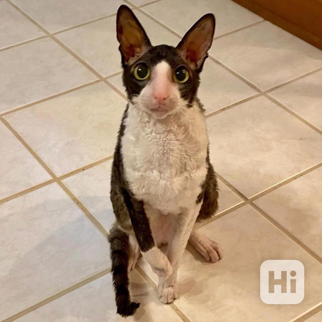 Úžasné kotě Cornish Rex - foto 1