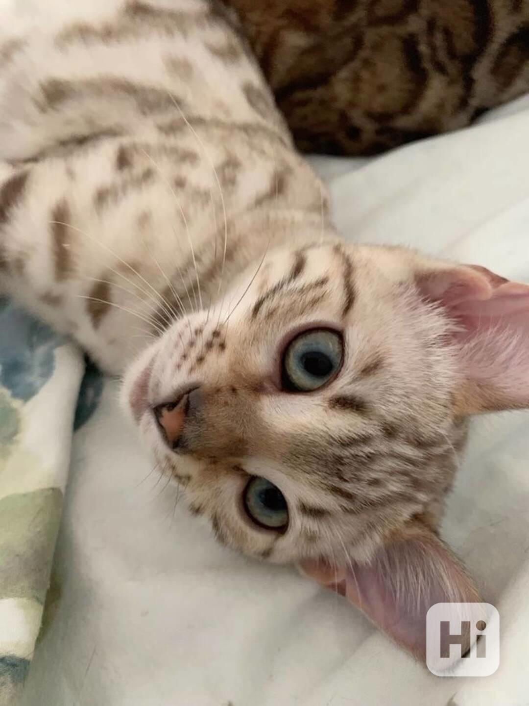 Sphynx kočičky - foto 1