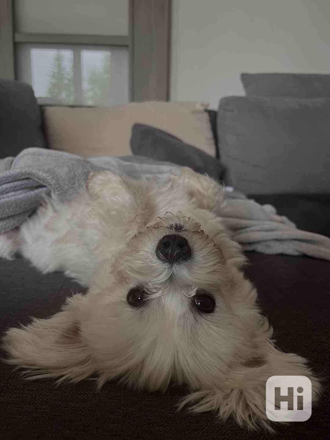 Maltézský psík- krytí - foto 1