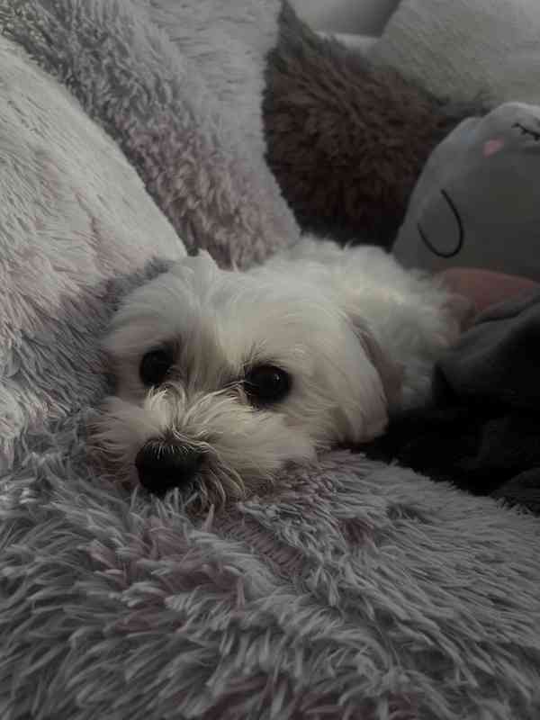 Maltézský psík- krytí - foto 3