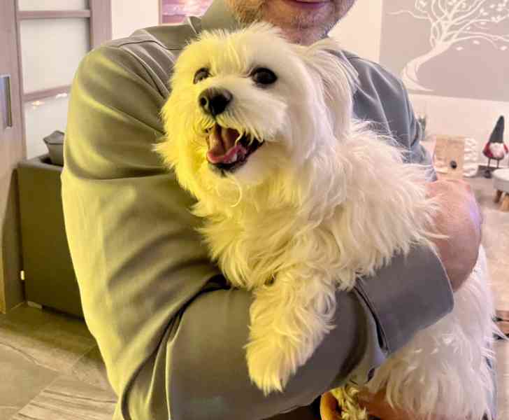 Maltézský psík- krytí - foto 2