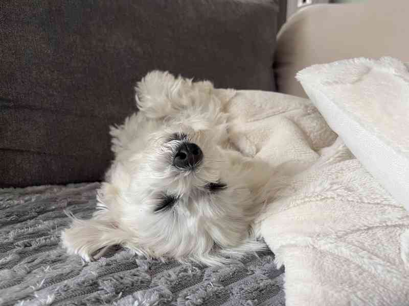 Maltézský psík- krytí - foto 5