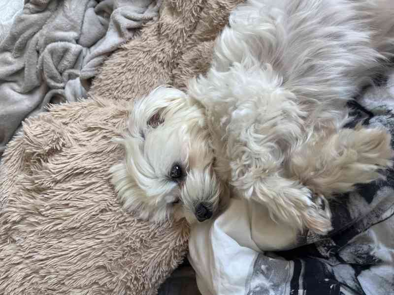 Maltézský psík- krytí - foto 6