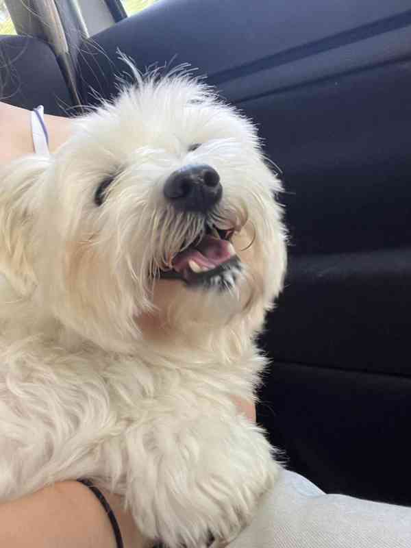 Maltézský psík- krytí - foto 4