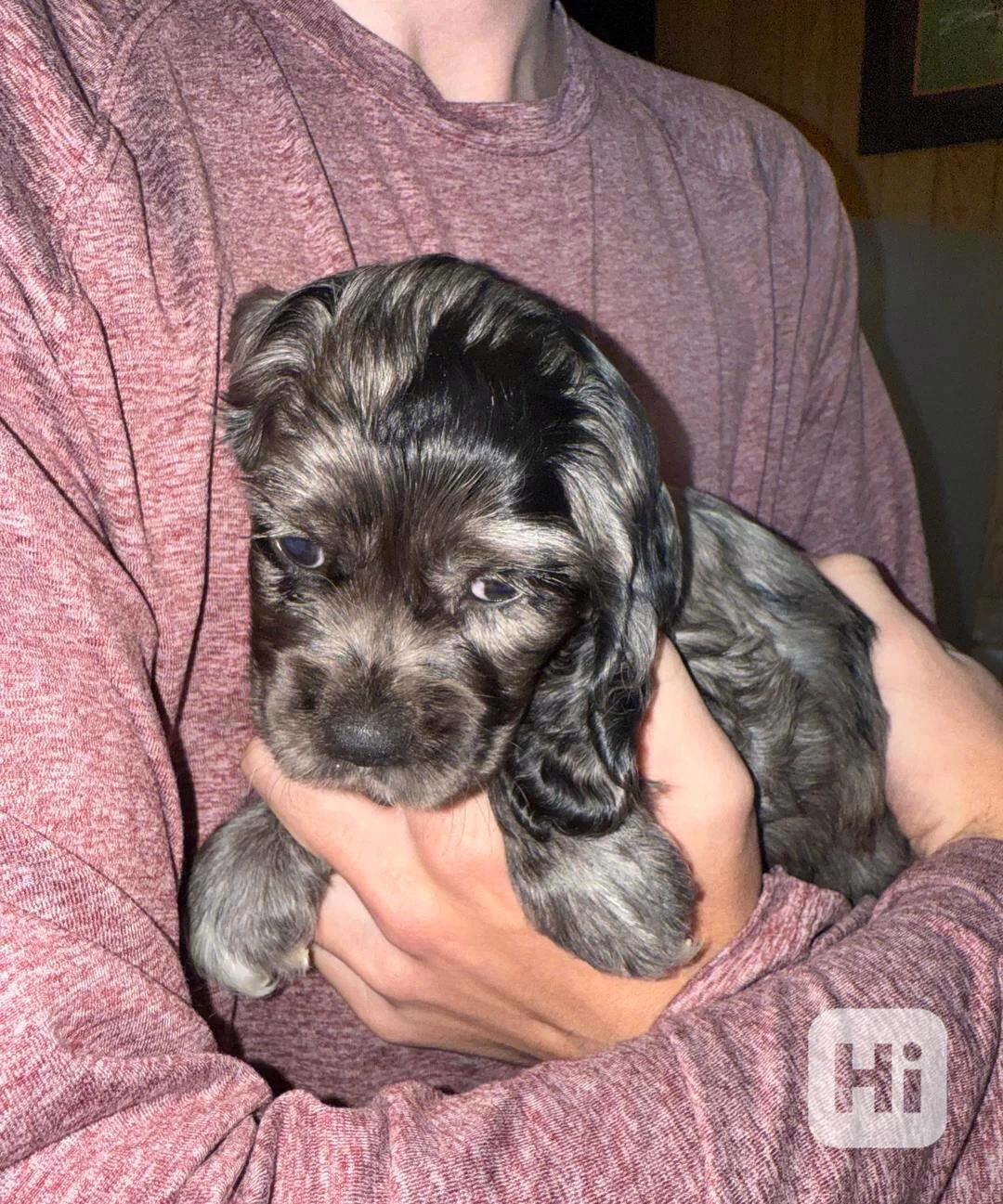 🐾 Adopce – 4 štěňata amerického kokršpaněla k dispozici 🐾 - foto 1