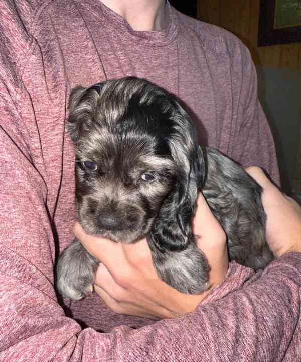 🐾 Adopce – 4 štěňata amerického kokršpaněla k dispozici 🐾