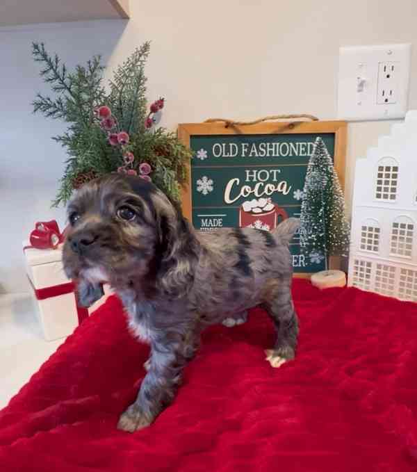 🐾 Adopce – 4 štěňata amerického kokršpaněla k dispozici 🐾 - foto 3