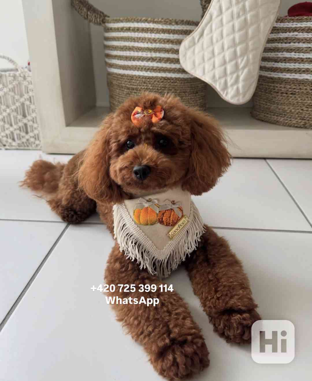 Toy Poodle red brown 500€ - foto 1