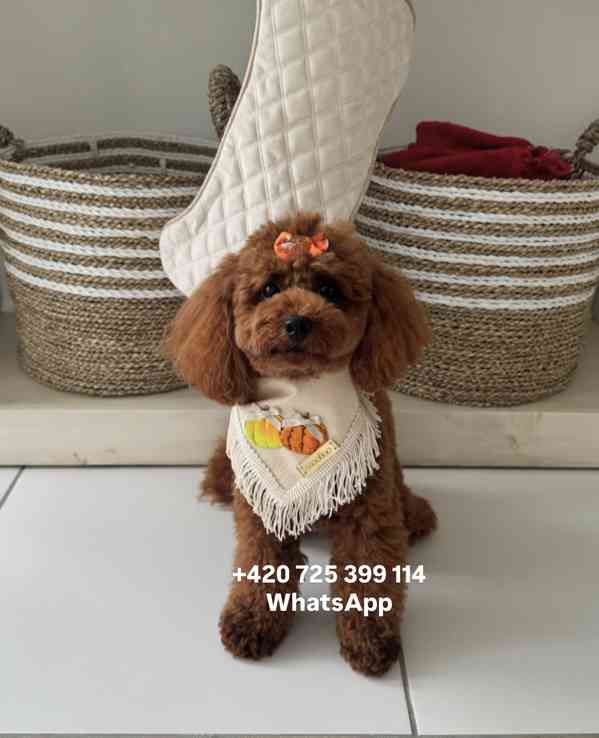 Toy Poodle red brown 500€ - foto 2