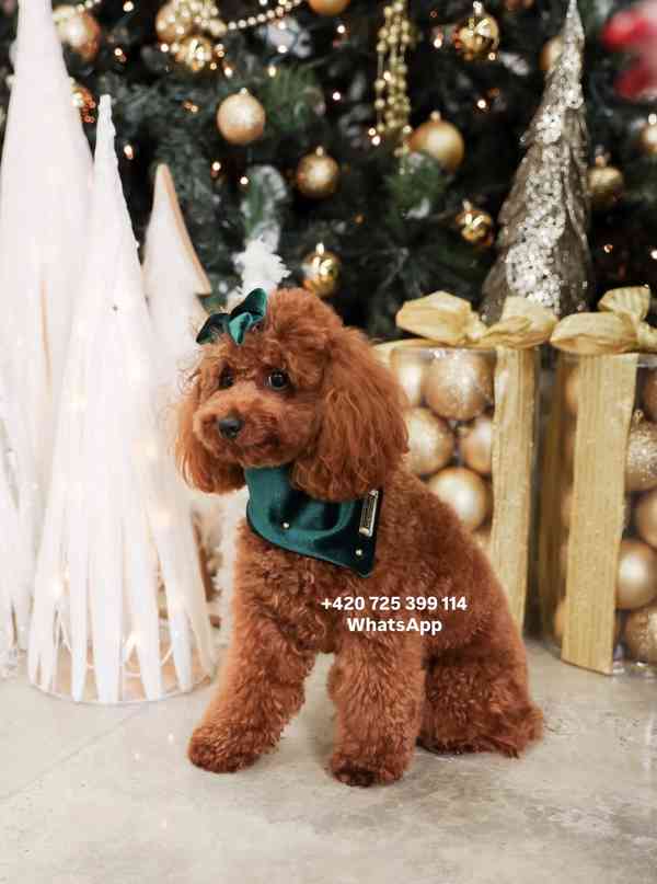 Toy Poodle red brown 500€ - foto 5