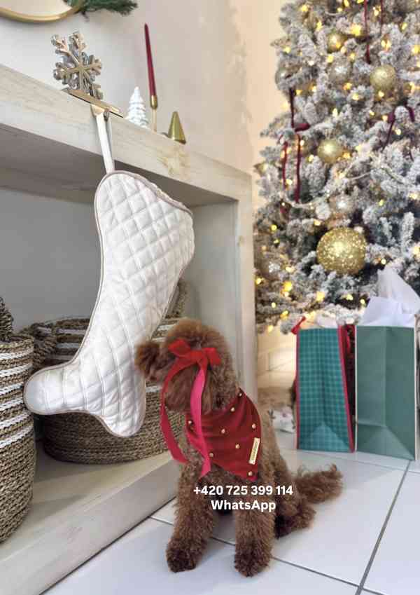 Toy Poodle red brown 500€ - foto 9