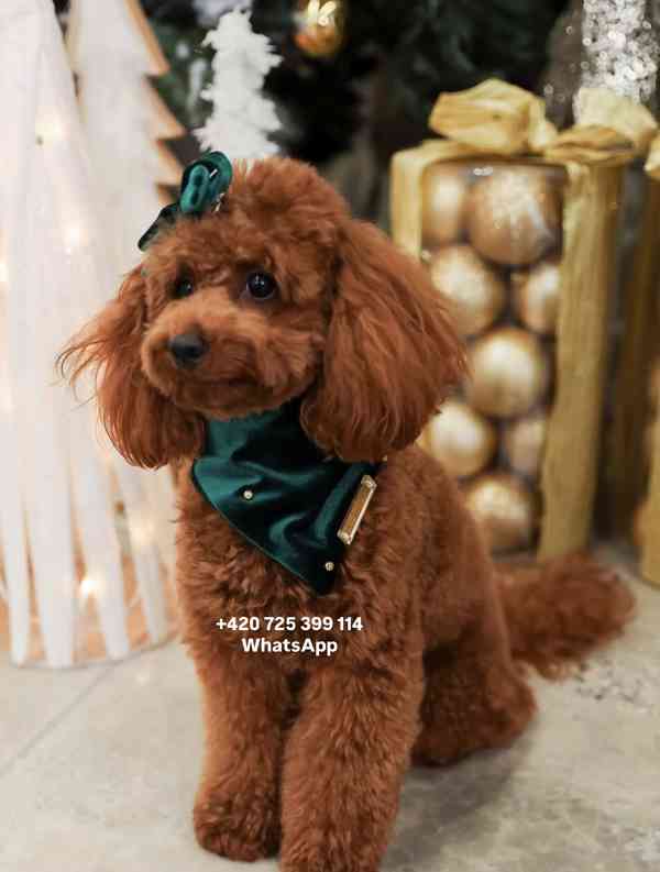 Toy Poodle red brown 500€ - foto 7