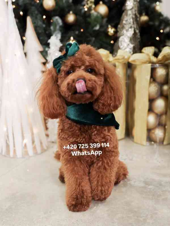 Toy Poodle red brown 500€ - foto 6