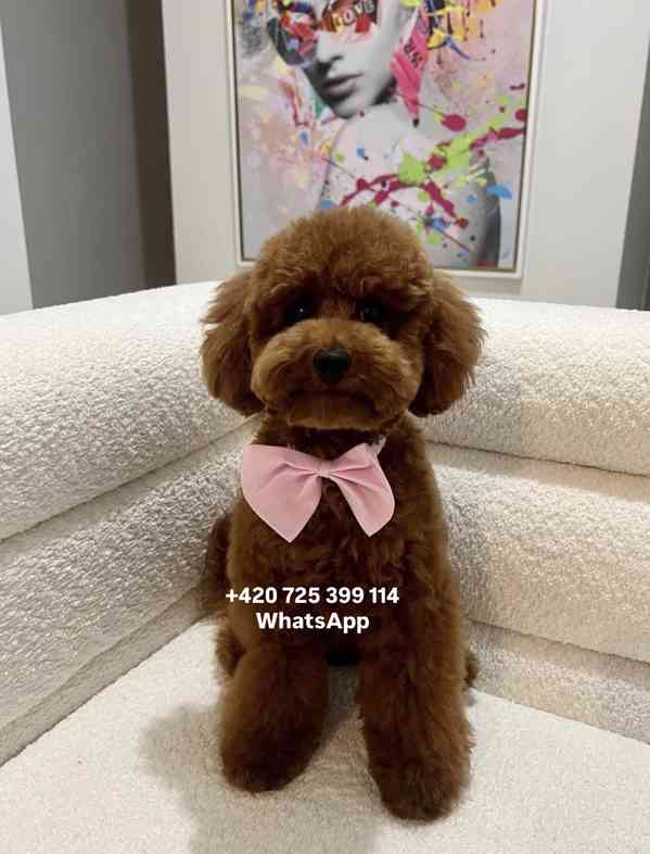 Toy Poodle red brown 500€ - foto 4