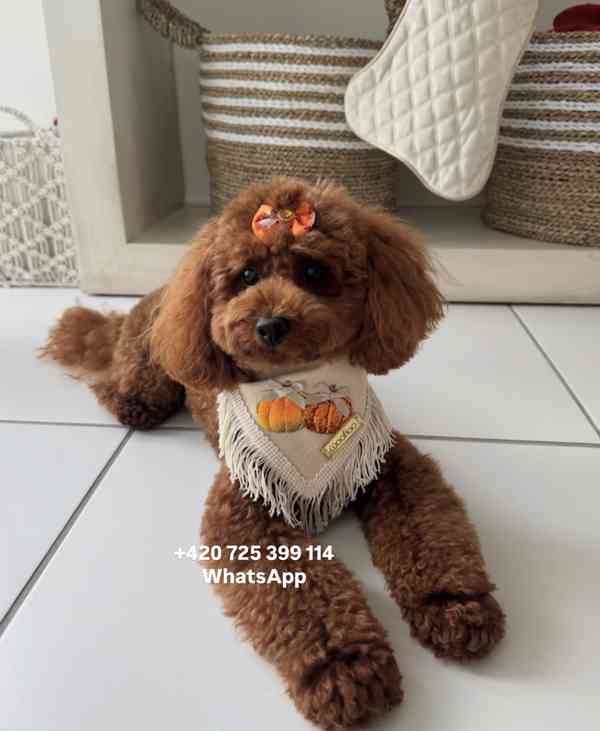 Toy Poodle red brown 500€ - foto 1