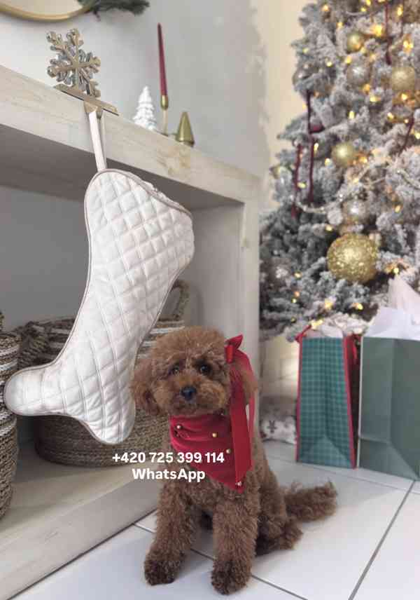 Toy Poodle red brown 500€ - foto 8